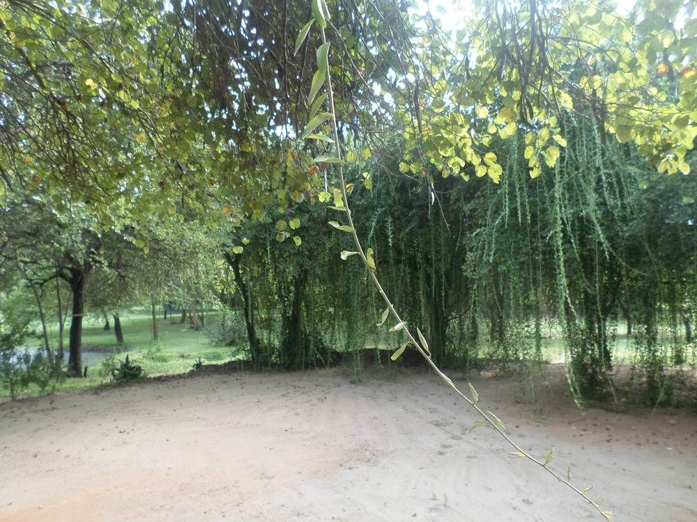 Clay Hut Village Polonnaruwa Exterior foto